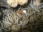 H. crispa y Amphiprion bicinctus