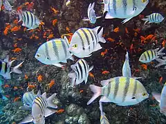 Abudefduf vaigiensis en el Mar Rojo.