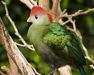 Turaco crestirrojo, Niagara Falls Aviary, Canadá