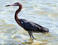 Egretta rufescens