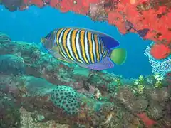 P. diacanthus en Chuuk, Micronesia