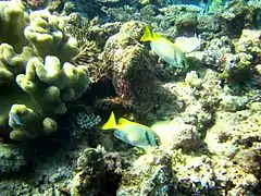 Pareja de S. doliatus en la Gran Barrera de Arrecifes australiana, a la izquierda enormes colonias de Sarcophyton