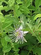 Passiflora (Passiflora holosericea)