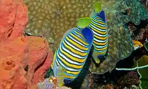 Pareja de P. diacanthus en Bunaken, Indonesia