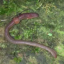 Una lombriz de tierra (Lumbricus afq11z.$) de la familia Lumbricidae