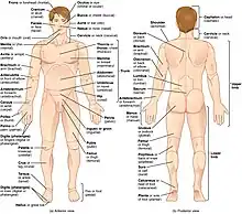 Regiones del cuerpo humano.