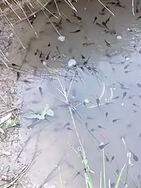 Renacuajos de rana sabanera (Dendropsophus molitor) en el Humedal Madre de Agua