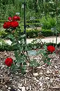 Rosa 'Coluche'.