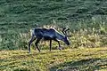 Reno (Rangifer tarandus) en Honningsvåg.