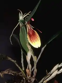 [Restrepia iris