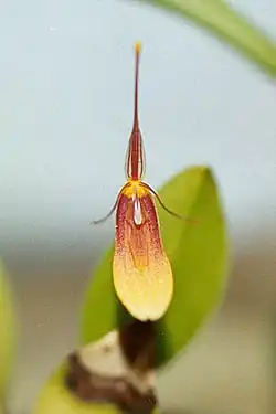 Restrepia trichoglossa