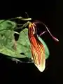 Restrepia wageneri