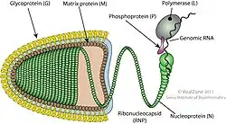 Cápside de la familia Rhabdoviridae que infecta animales, plantas, hongos y protistas.