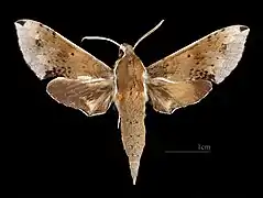 ♂