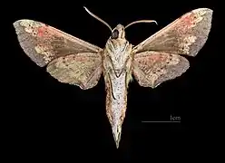 ♂  △
