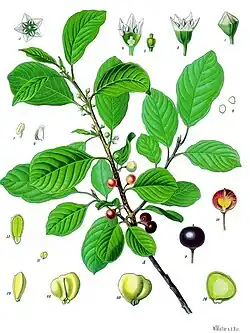 Rhamnus frangula Mill.