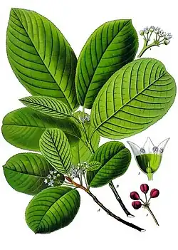 Rhamnus purshiana (DC.) J.G.Cooper