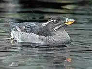 Alaska Sea Life Center, Seward (Alaska)