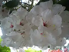 Rhododendron.