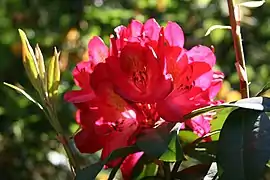 Rhododendron Nova Zembla