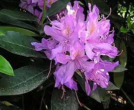 rododendros