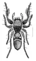 Rhombonotus gracilis (dibujado por L. Koch, 1877)