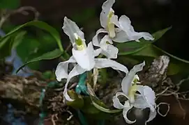 Rhynchostele galeottiana es una especie de orquídea en peligro de extinción