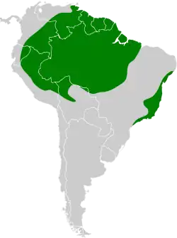 Distribución geográfica de la plañidera gris.