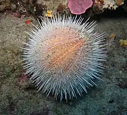 Equinodermo significa literalmente "piel pinchuda", tal como ilustra este erizo de mar melón