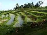 Arroz en Bali