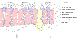 Composición de la neurona receptora olfatoria (subtítulos en alemán)