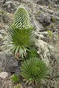 Lobelia deckenii a 4000 m de altitud.