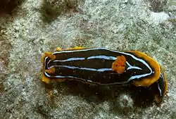 Chromodoris kuiteri