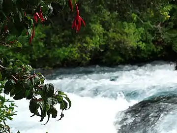 Orilla del Río Laja