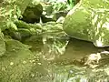 Vista de un pequeño pozo del río San Lázaro en la zona de la Paleira.