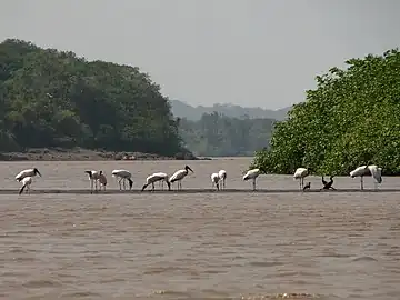 Refugio de Vida Silvestre Cipancí.Comprende la parte baja de la cuenca del río Bebedero y la boca del río Tempisque. Protege los manglares ribereños con abundante avifauna, camarones y peces. El puente de La Amistad sobre el río Tempisque se encuentra dentro de este refugio, y desde él se pueden observar cocodrilos.