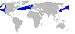 Distribución de Rissa tridactyla.