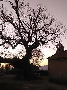 Roble centenario situado en el recinto de la ermita románica de Santa Margarita en la Parroquia de Mourente (Pontevedra). Alcanza los 8 m de perímetro y los 18 m de altura. El diámetro de su copa supera los 21 m. El conjunto de ha sido escenario de algunos episodios históricos.