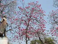 Roble morado, árbol emblemático de Barranquilla. Parque Santander.