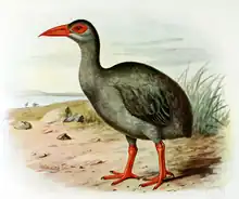 An illustration of a bird with a long neck, a long, sharp, red bill, red legs and feet, mid-grey to black feathers and a large, red, naked area around its eye