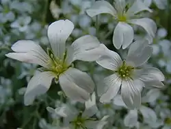 Cerastium biebersteinii