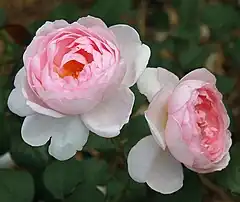 Rosa 'Scepter'd Isle', David Austin, 1989 (Inglaterra) Internal breeder code: 0-18-89. No. 082 in the 1997 Monza Competition.