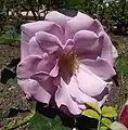 Rosa Grandiflora 'Blueberry Hill', Carruth 1996.