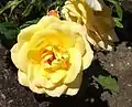 'Gold Medal', Christensen 1982. Inez Grant Parker Memorial Rose Garden, Balboa Park, San Diego.