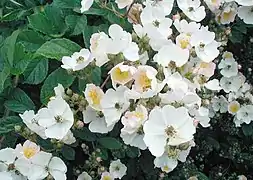 Rosa multiflora