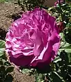 Rosa grandiflora 'Wild Blue Yonder', Carruth 2006.