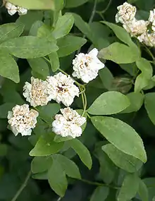 Rosa 'Banksiae Banksiae', W.Kerr, 1807 (China central) Babcksianae