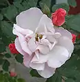 Rosa 'Clair Matin', Meilland, 1960 (Francia) U LCL