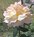 Rosa 'Mme A. Meilland' trepadora. Roseto comunale de Roma, Rosa Gioia Climbing, Brady 1950 USA CL HT