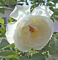 Rosa 'Climbing Iceberg', B.R.Cant, 1968 (Inglaterra)